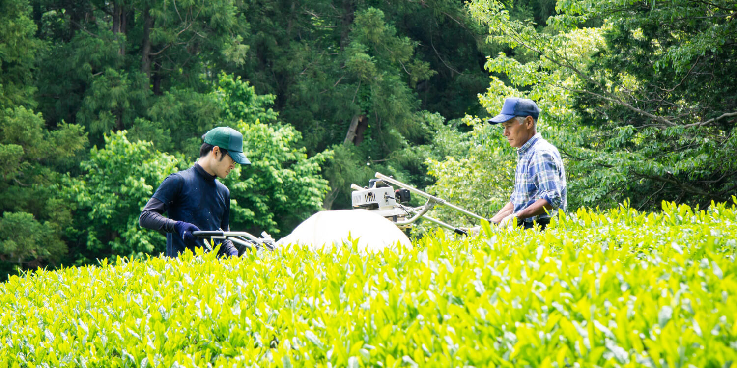 日本茶生活イメージ01